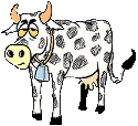 old cow